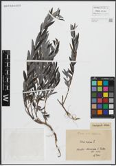 Foto von Salix repens L.